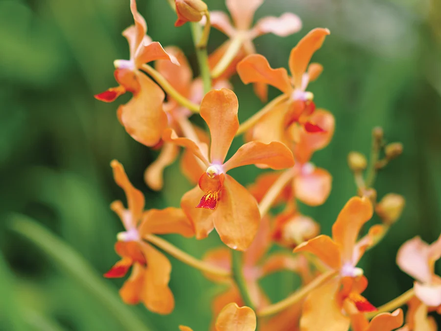 Orchid Revival