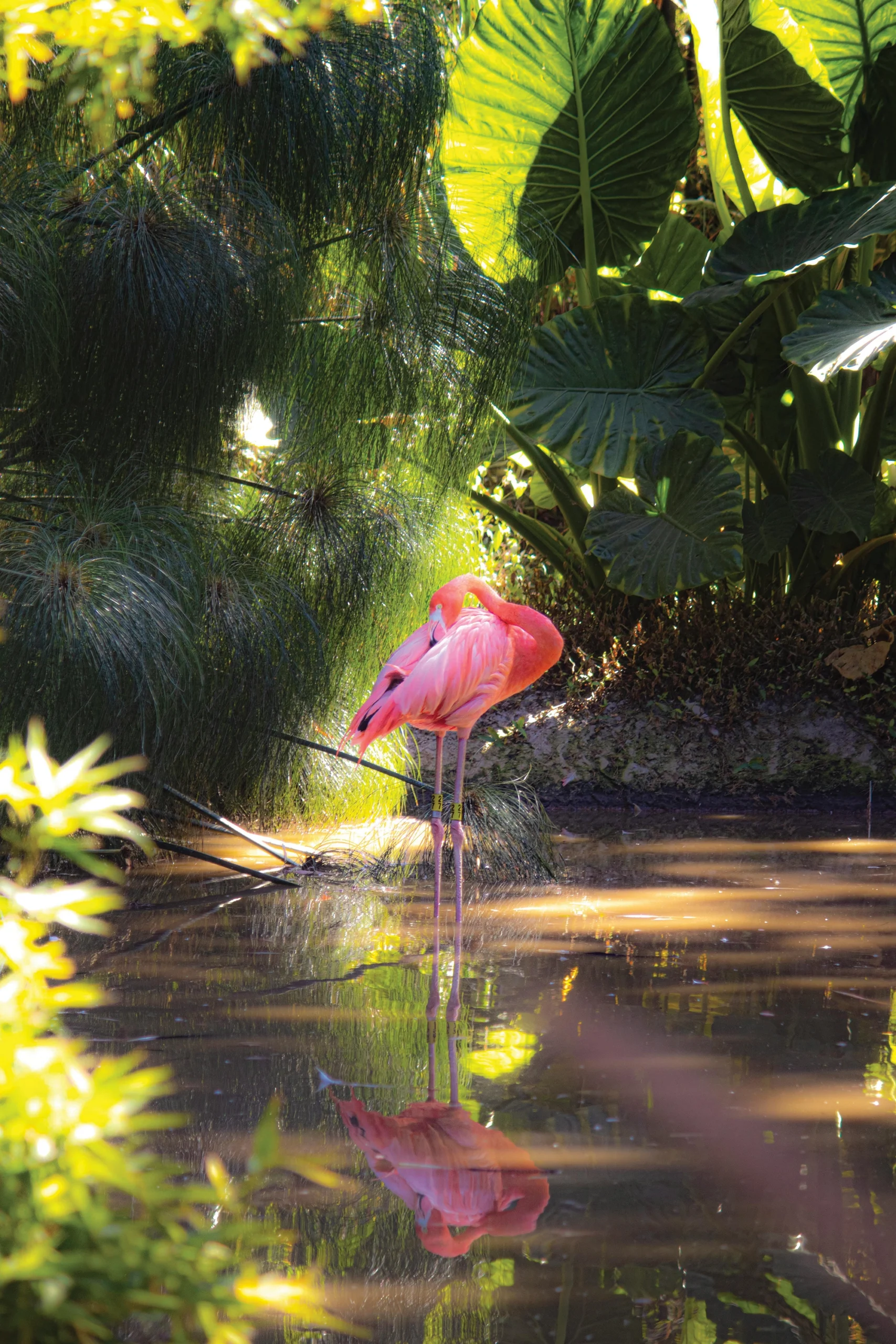 Flamingo at the Miami Zoo A flamingo in a pond surrounded by tropical foliage.
