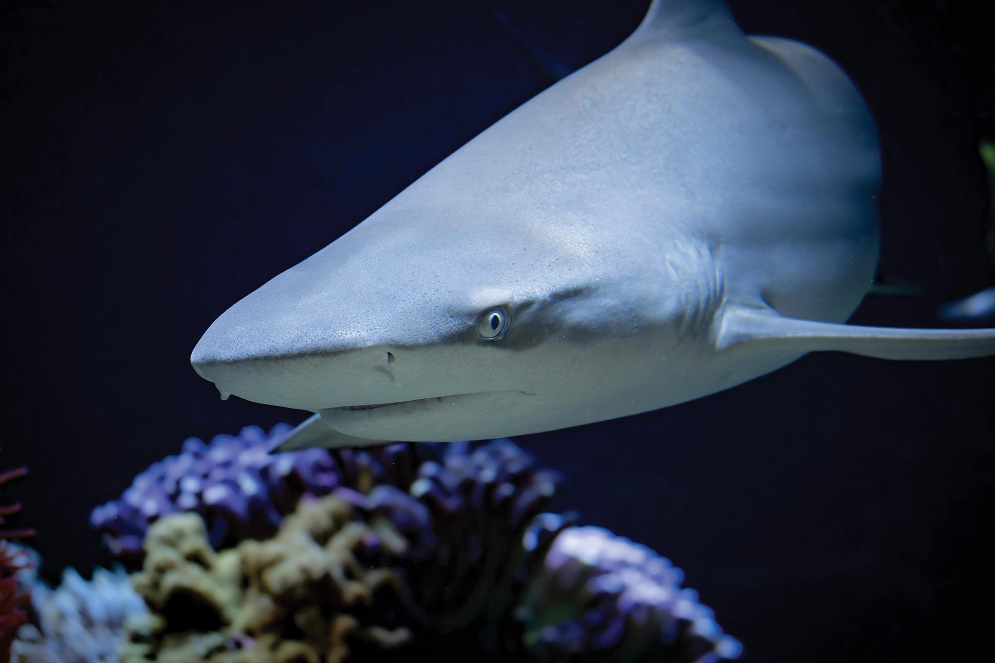 The Coral Reef City Camera A shark in the ocean swimming over a reef.